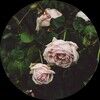 rainrosesthrift